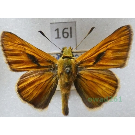 Ochlodes sylvanus (Esper, 1777) Czech16l